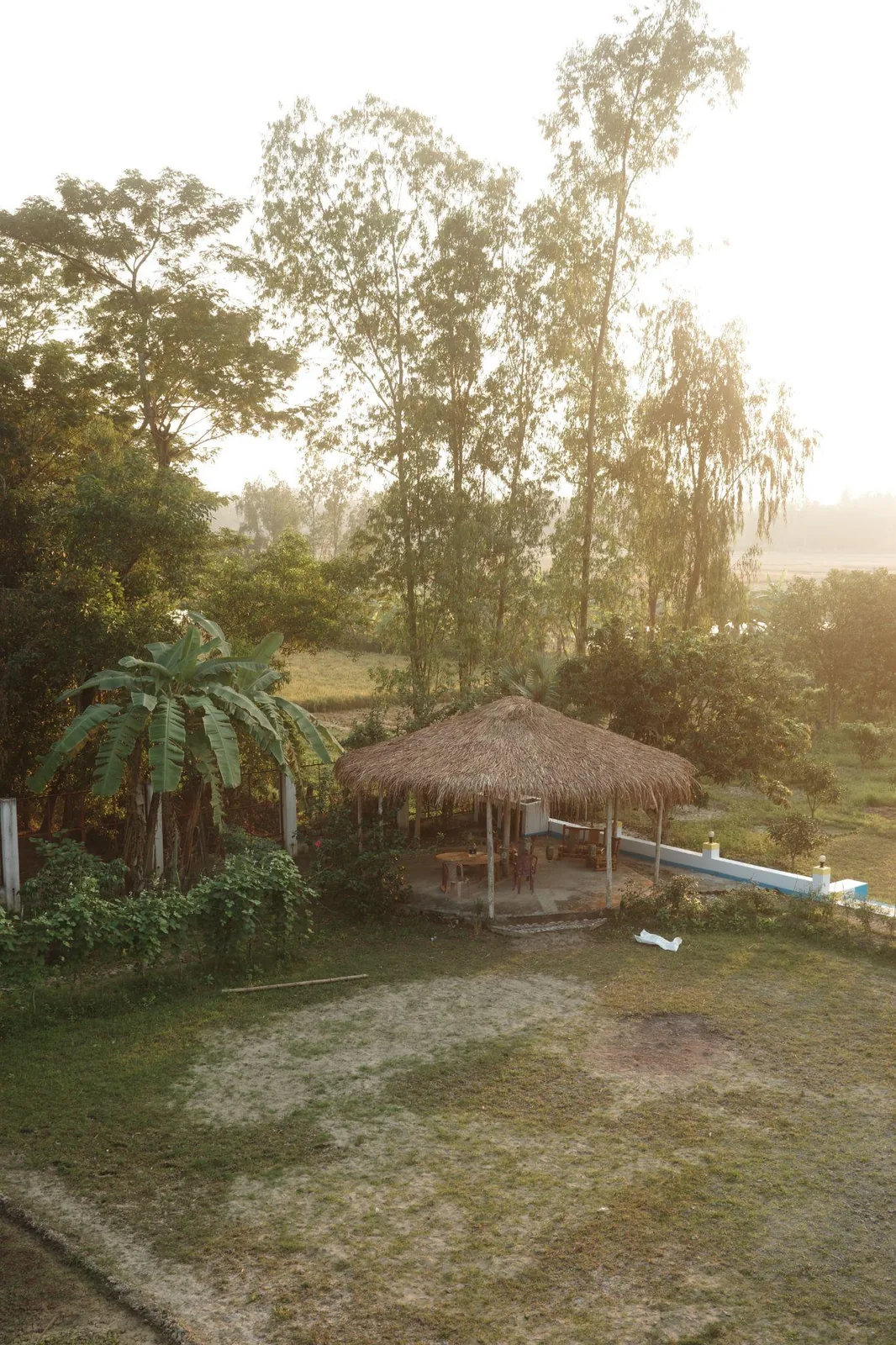 The backyard at first light, a thatched gazebo under tall trees