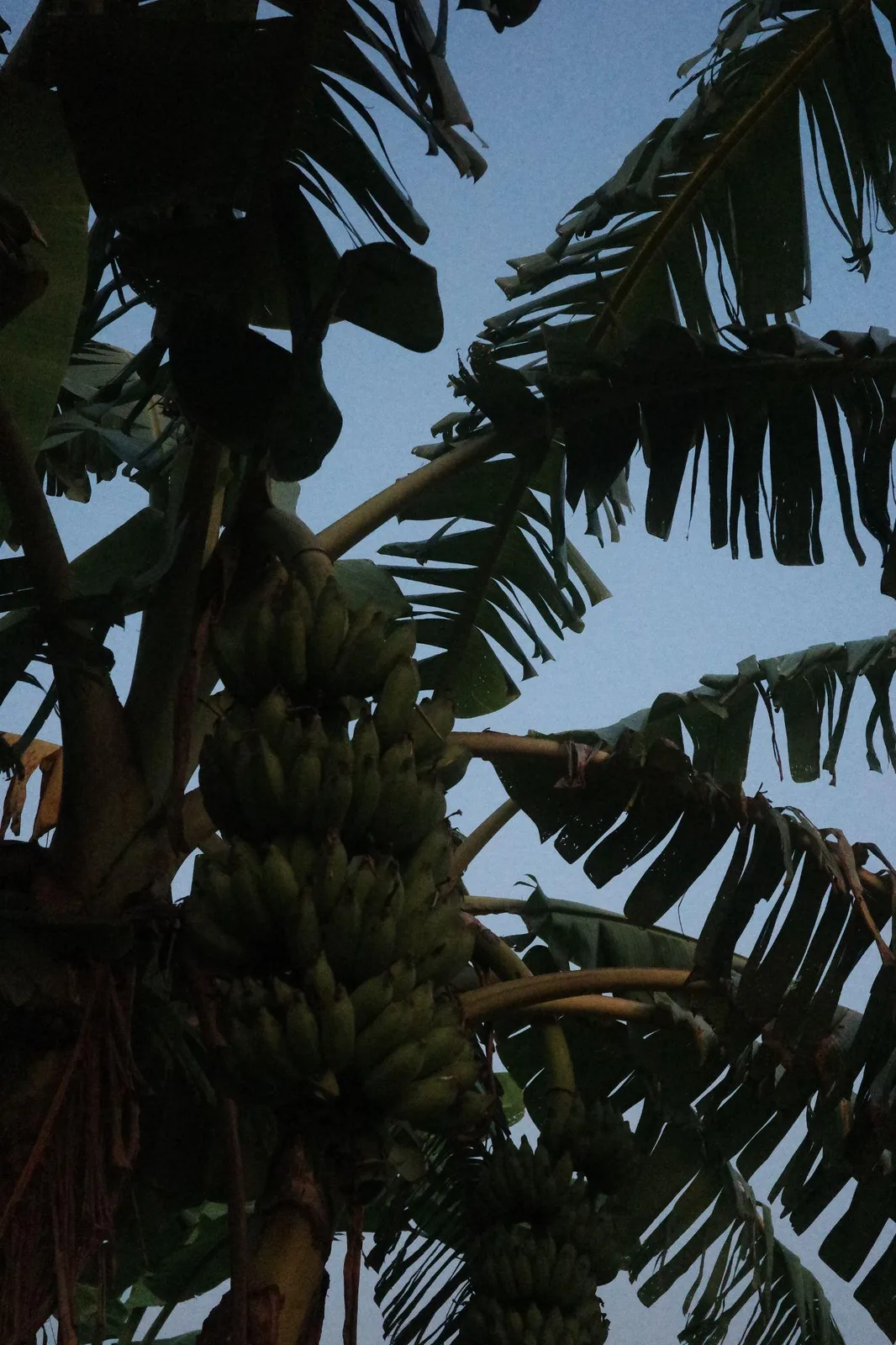 Looking up through banana leaves at a hanging bunch of green bananas