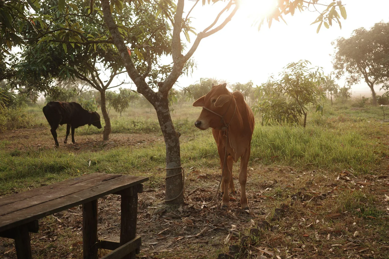 Two cows grazing in the mango grove in low golden light