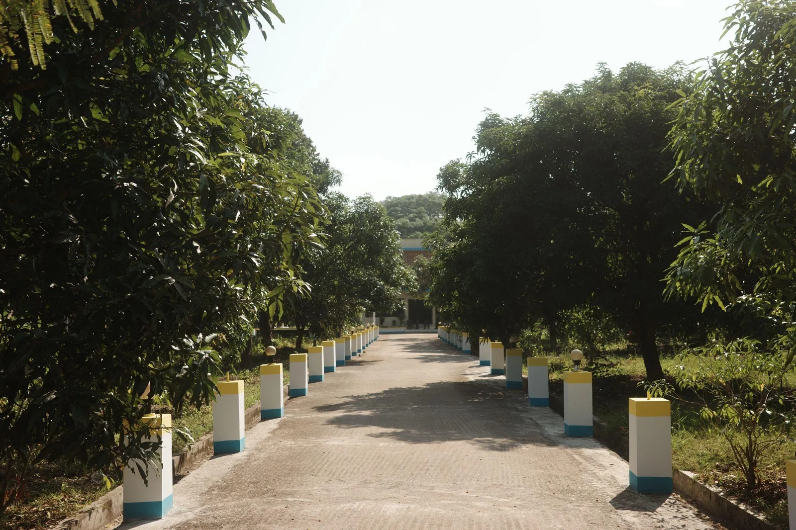 A tree-lined driveway, its posts painted white and yellow