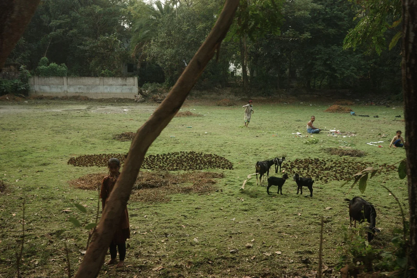 Goats grazing in a green field