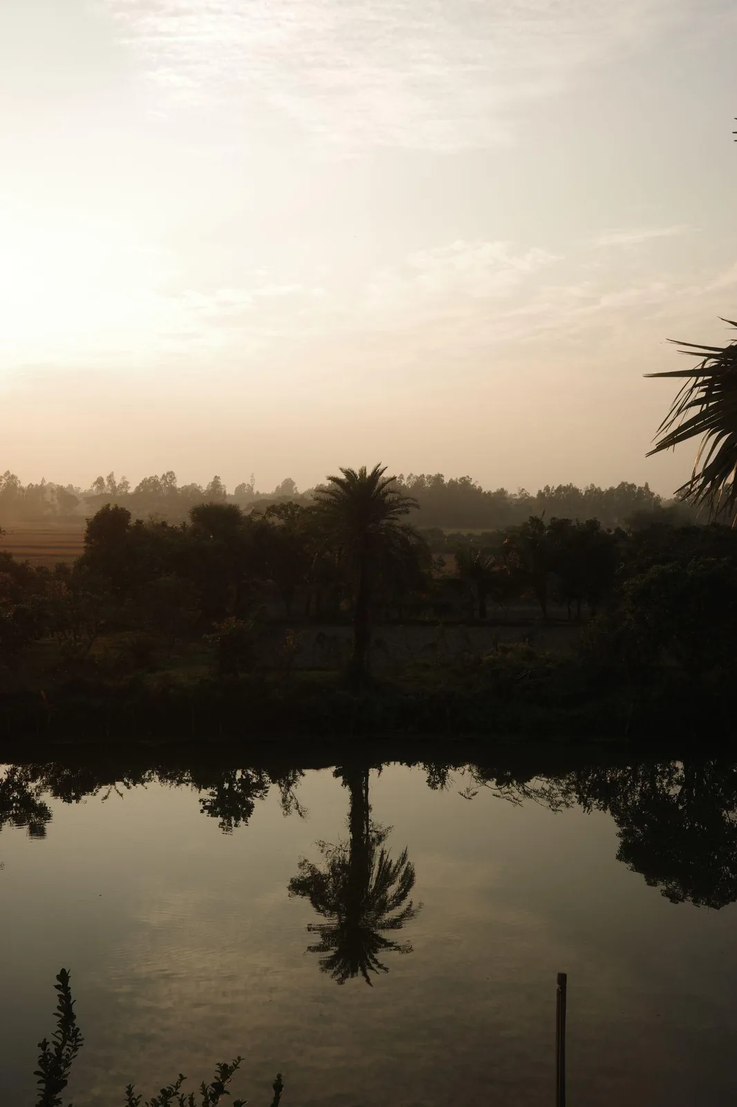 A palm tree reflected in still pond water at sunrise