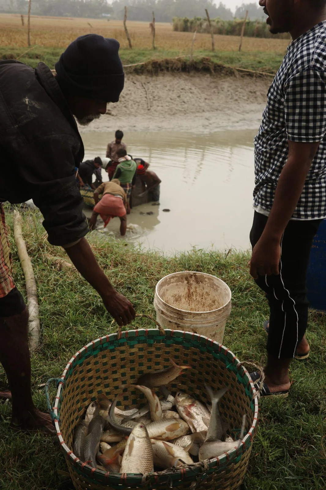 A basket of fish just lifted from the pond