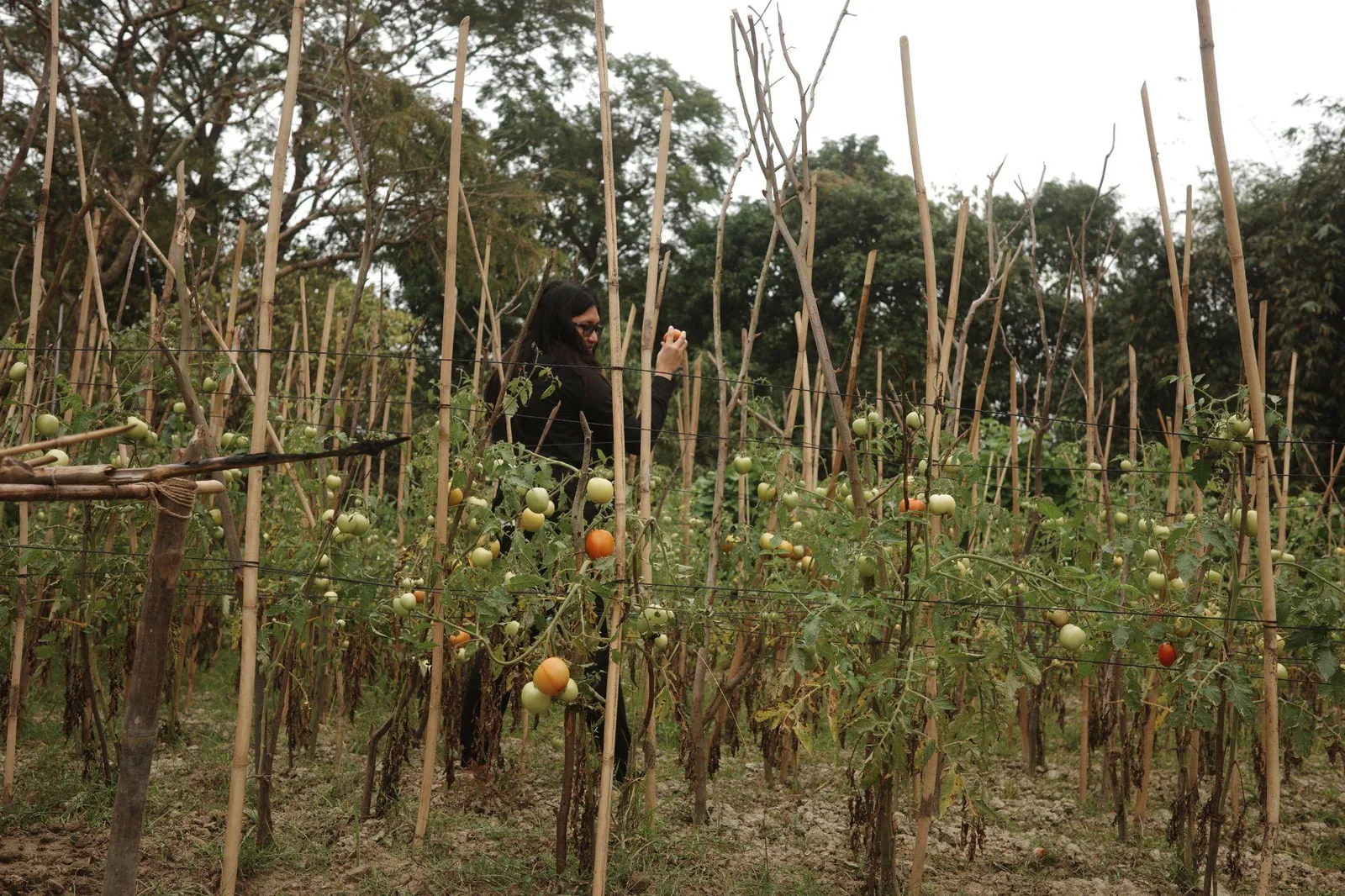 Staked tomato plants in a field under a clear sky