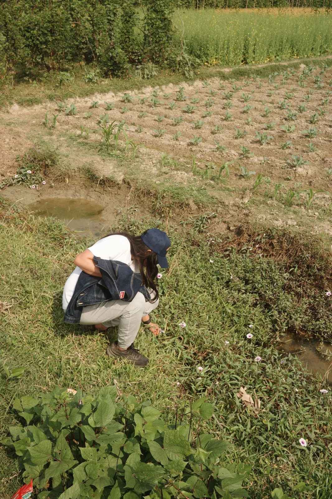 Tending a vegetable plot at the edge of a field