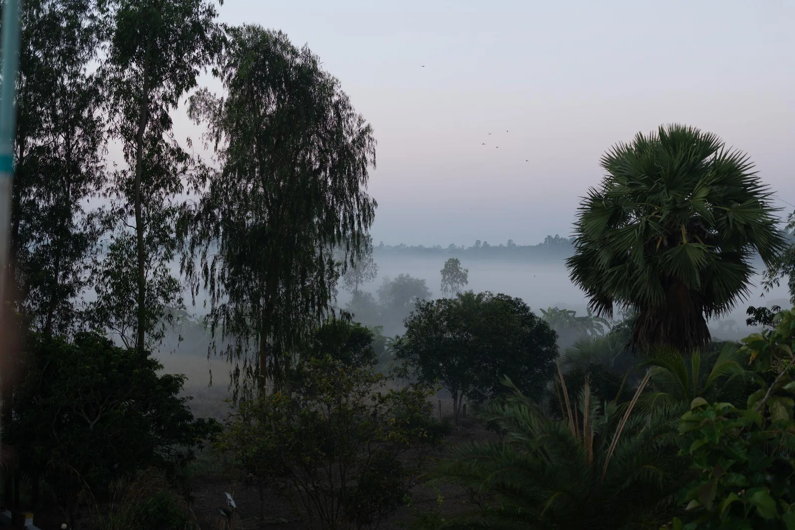Mist over the fields at dawn, palm trees in silhouette