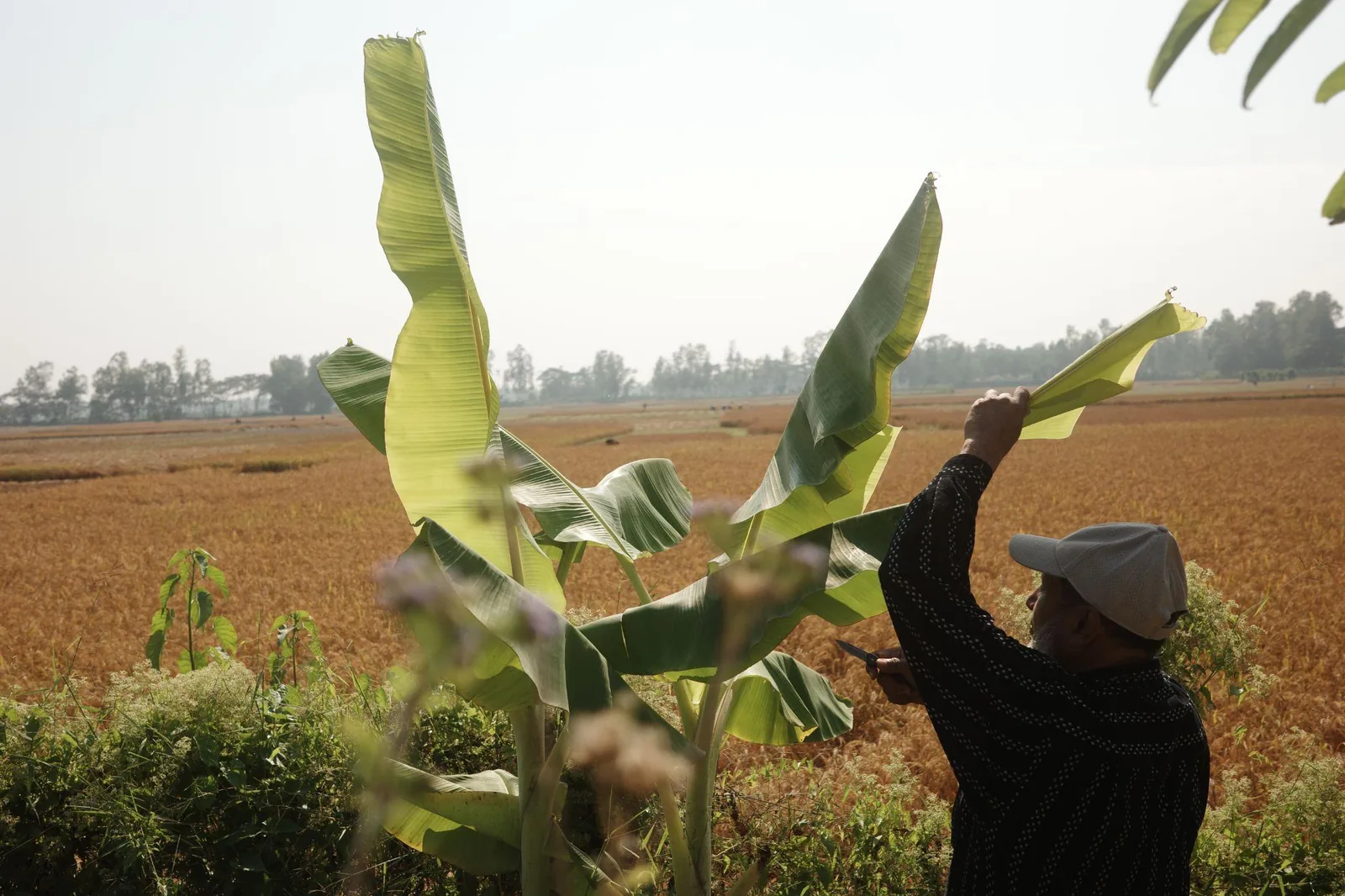Cutting banana leaves at the edge of the rice paddies