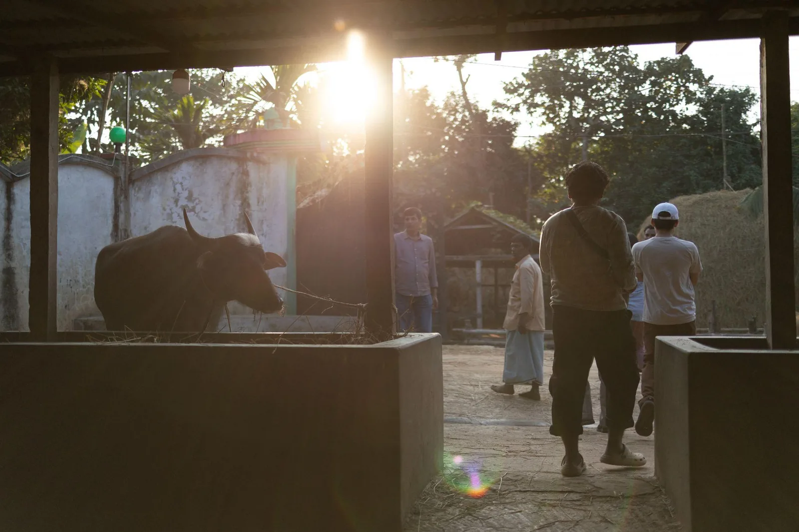 A cow resting in a shelter, backlit by late sun