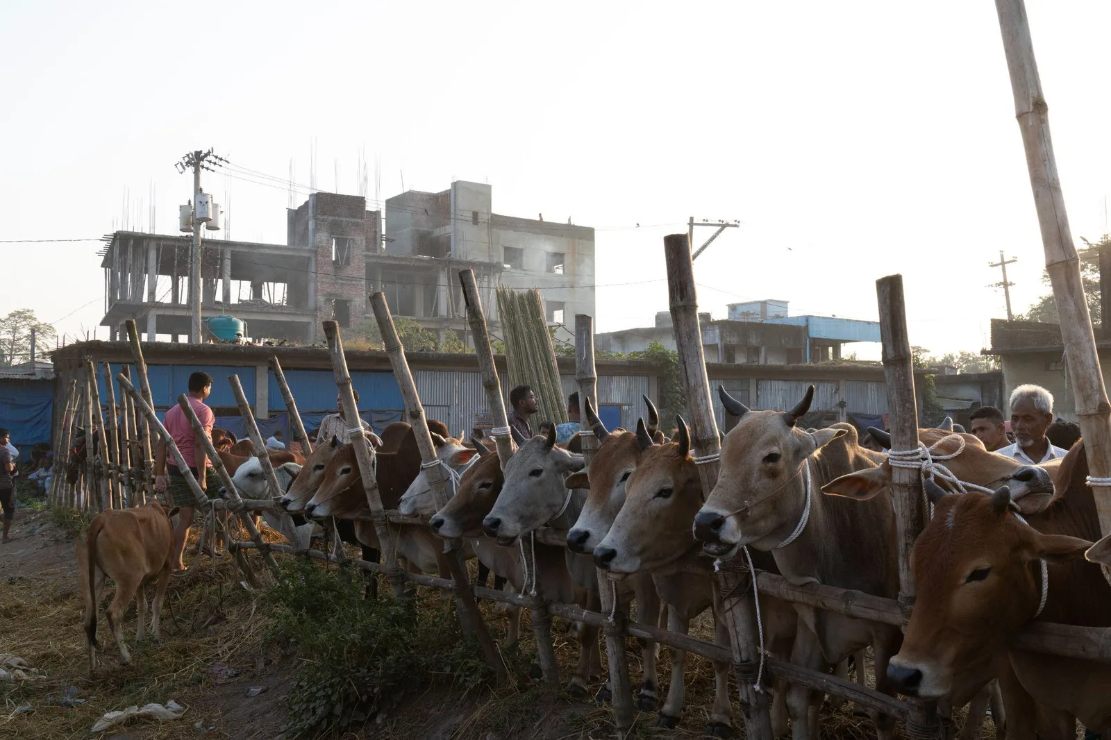 A long line of cattle tethered at the cow market