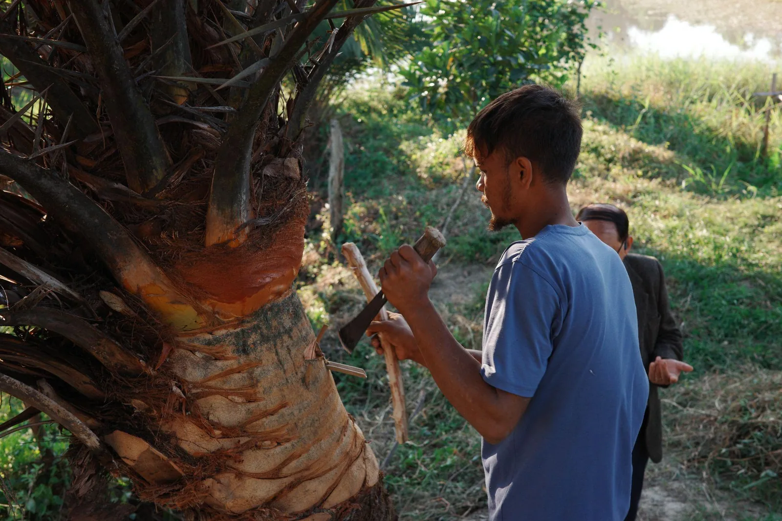 Date juice being harvested from the trunk of a palm