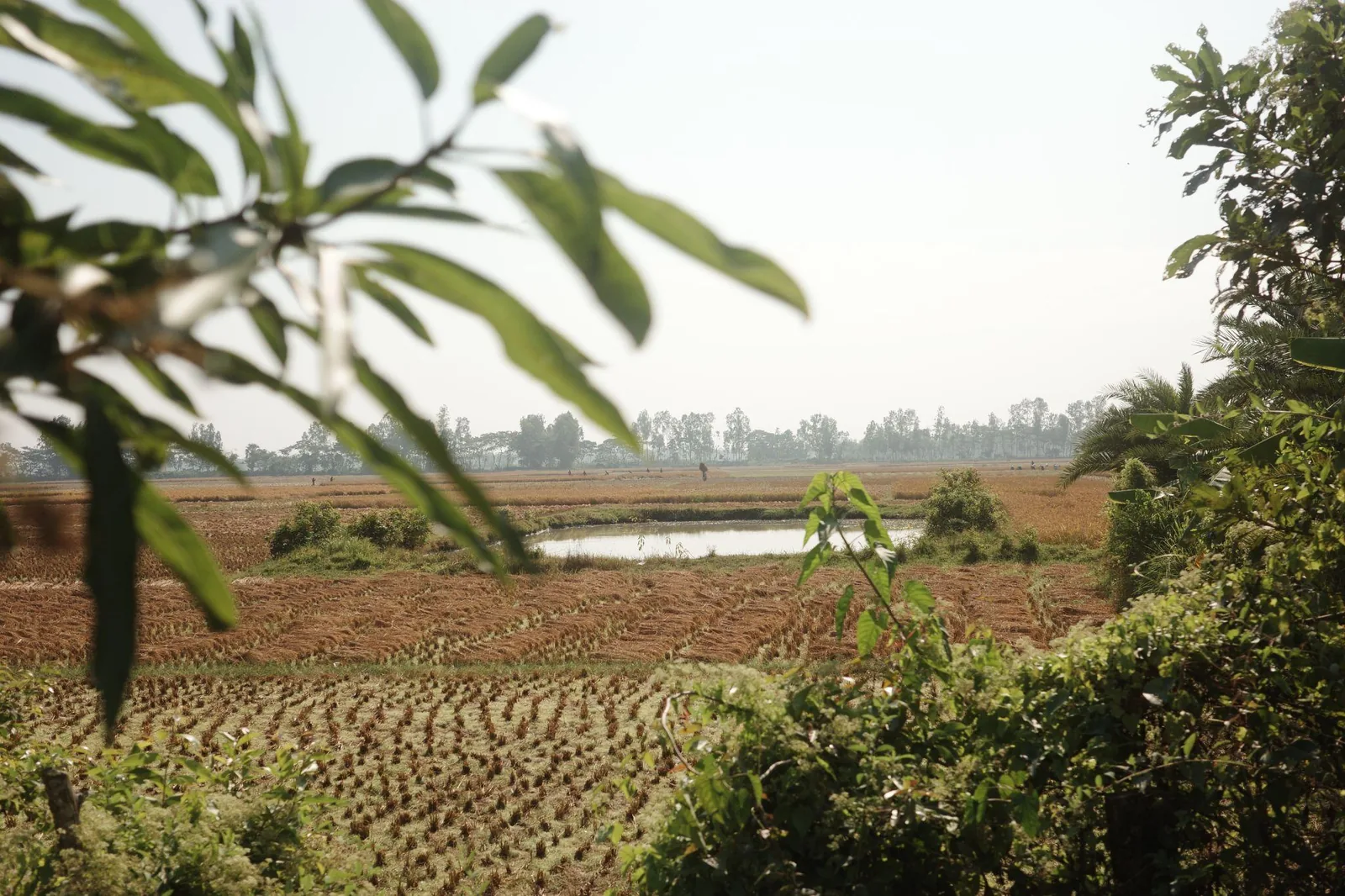 Rice paddies seen through overhanging leaves